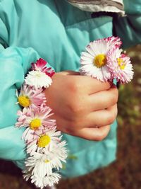 Close-up of hand holding daisy flowers