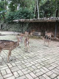 Deer walking on footpath