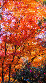 Low angle view of maple tree