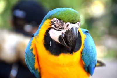 Close-up of a parrot