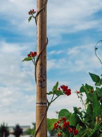 Close-up of red rose on plant against sky