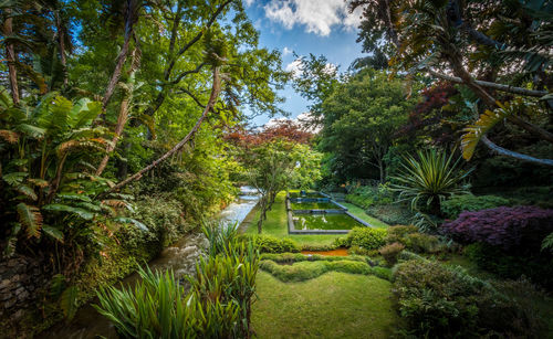 Trees and plants in park