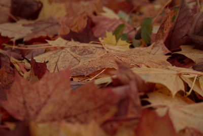 Close-up of maple leaves