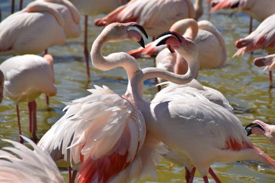 Two flamingoes fighting 