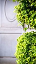 Close-up of fresh green plant against wall
