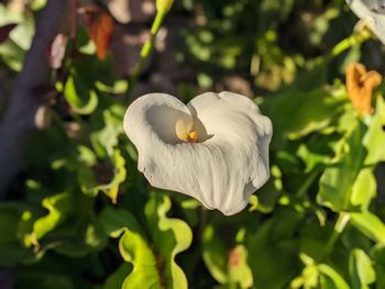 Close-up of white flowering plant