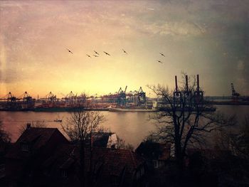 Birds flying over sea