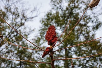 Low angle view of red flower tree