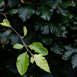 Close-up of green leaves on plant