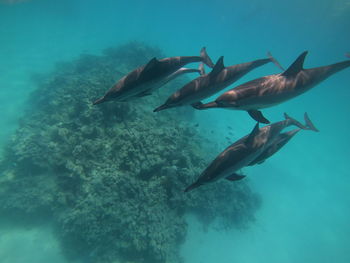 High angle view of fish swimming in sea