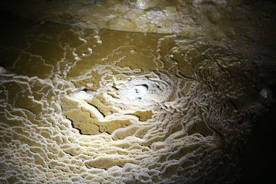 Close-up of illuminated turtle in water