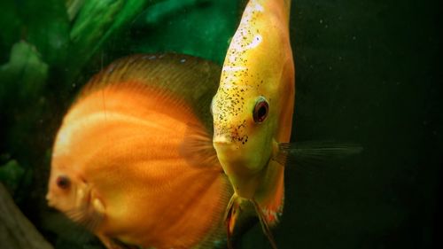 Close-up of fish swimming in sea