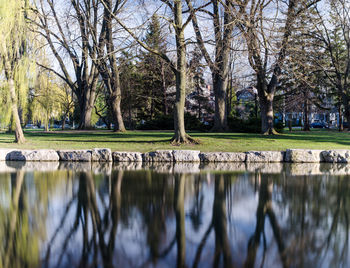 Reflection of bare trees in water