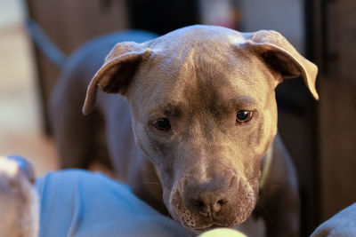 Close up portrait of female pitbull puppy watching a tennis ball and waiting to play fetch