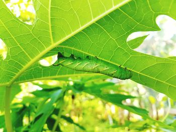 Close-up of fresh green leaf