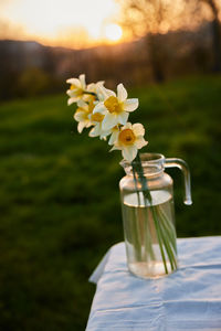 Close-up of flowers in vase