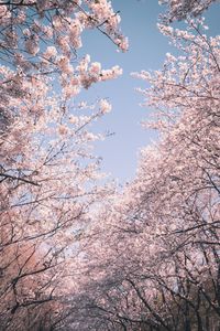 Low angle view of cherry blossoms against sky