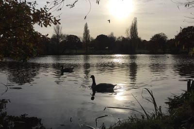 Swan in lake against sky during sunset