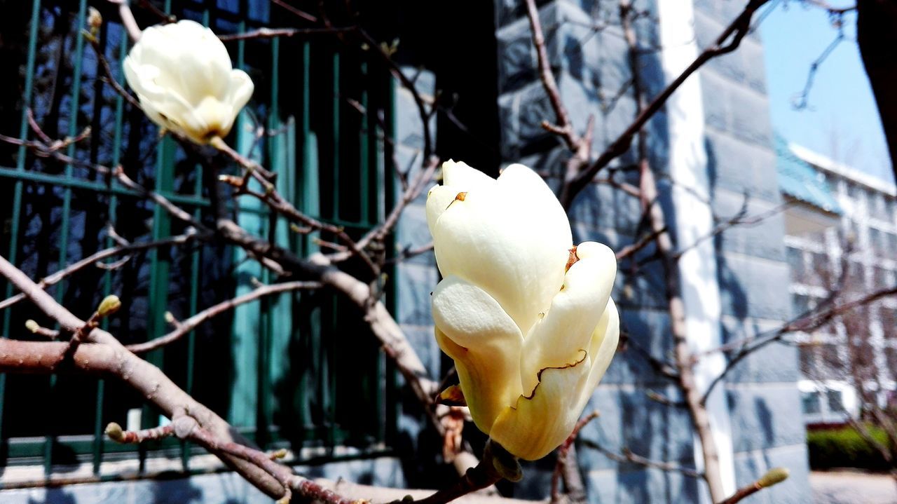 flower, focus on foreground, petal, white color, close-up, fragility, branch, freshness, flower head, nature, day, outdoors, blooming, building exterior, no people, built structure, growth, beauty in nature, tree, architecture