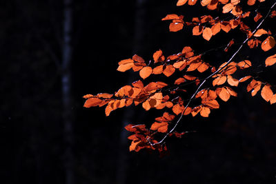 Close-up of yellow flowering plant
