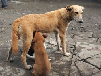 Close-up of dog