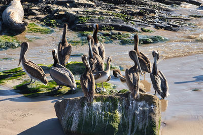 View of birds on beach