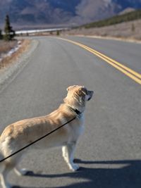 Dog on road