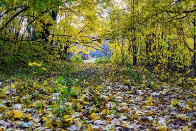 Trees in forest during autumn