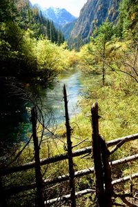 Scenic view of lake in forest