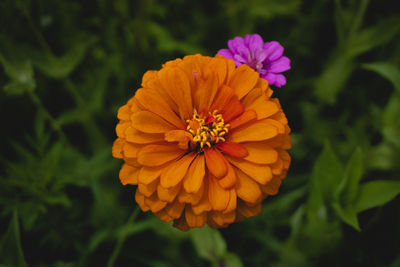 Close up of an orange zinnia taken on an overcast day in late july near henderson, kentucky usa. 