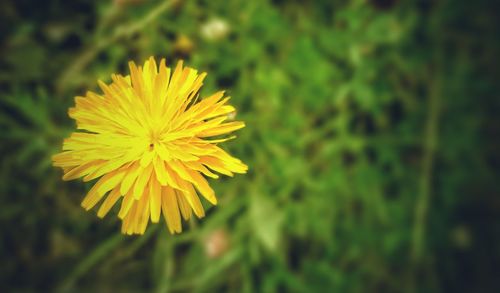 Close-up of yellow flower blooming outdoors