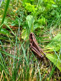 High angle view of insect on grass