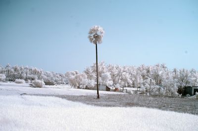 Infrared image of palm trees on field against clear sky