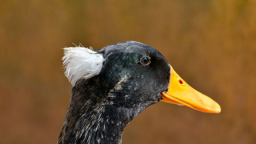 Close-up of a bird