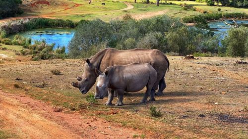 Horses in a field