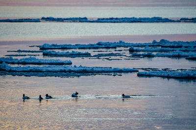 View of birds in sea