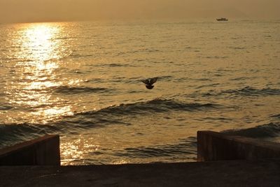 View of seagull on beach