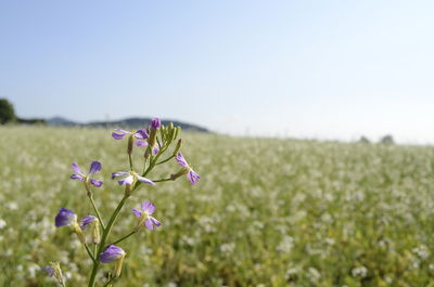 Close-up of flowers growing in field