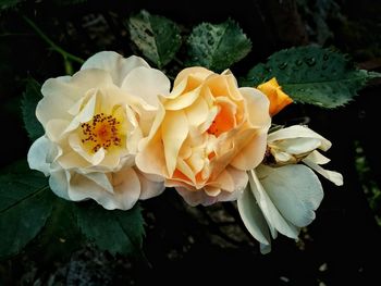 Close-up of flower blooming outdoors