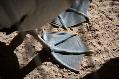 High angle view of shoes on sand