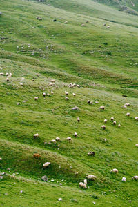 View of sheep grazing in grassy field