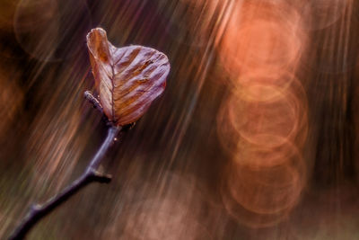 Close-up of dry leaf on wood