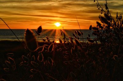 Scenic view of sunset