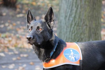 Close-up of a dog looking away