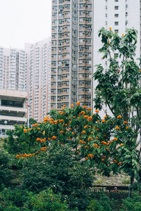 Trees and buildings