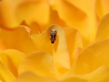 Close-up of insect on yellow flower