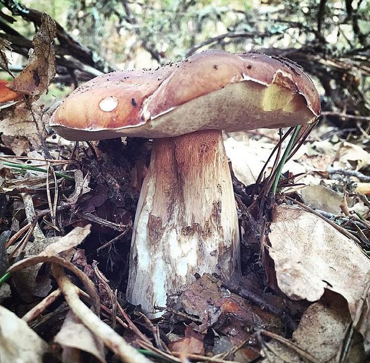 CLOSE-UP OF MUSHROOM GROWING ON TREE