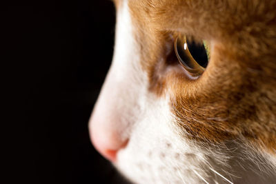 Close-up portrait of dog over black background