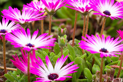 Close-up of pink flowers