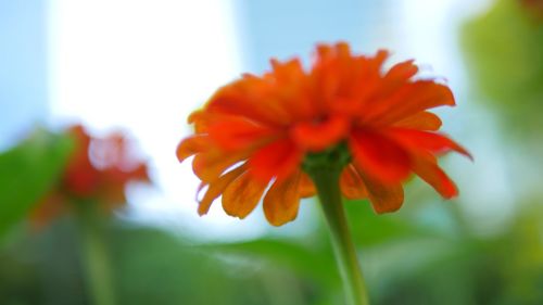 Close-up of orange flower blooming outdoors